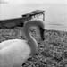 Swan_Lake_Garda